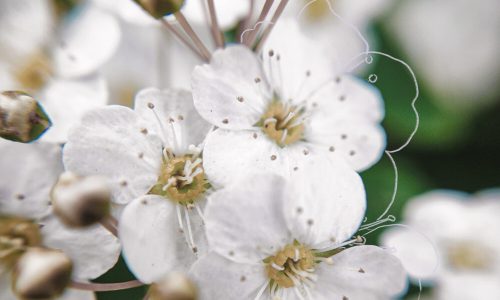 fleurs blanches décorées d'un petit liseré couleur lavande